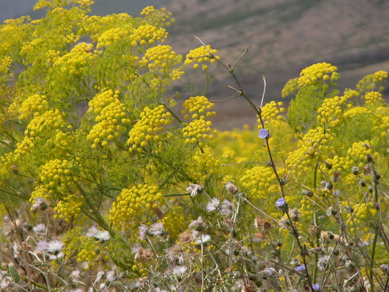 Ferula communis